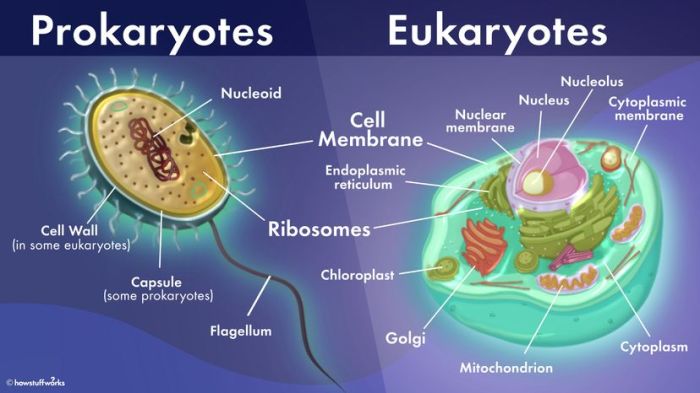 Cells prokaryotic eukaryotic 8fc9 4a45 959b gif