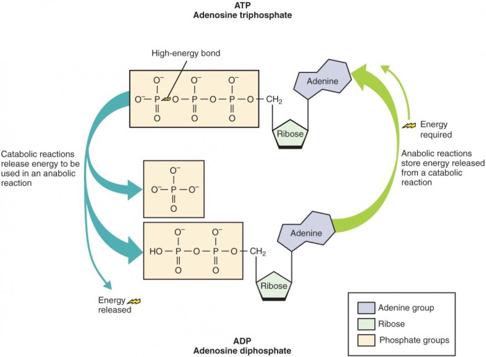 Pharmaceutics organelles primarily generated atp subcellular cellular