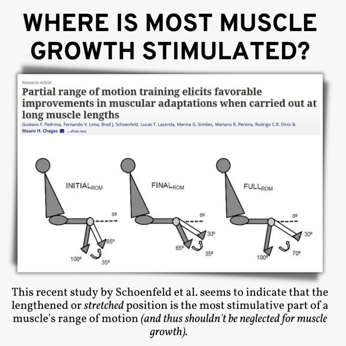 Biceps shortened gymguider lengthened curls workout