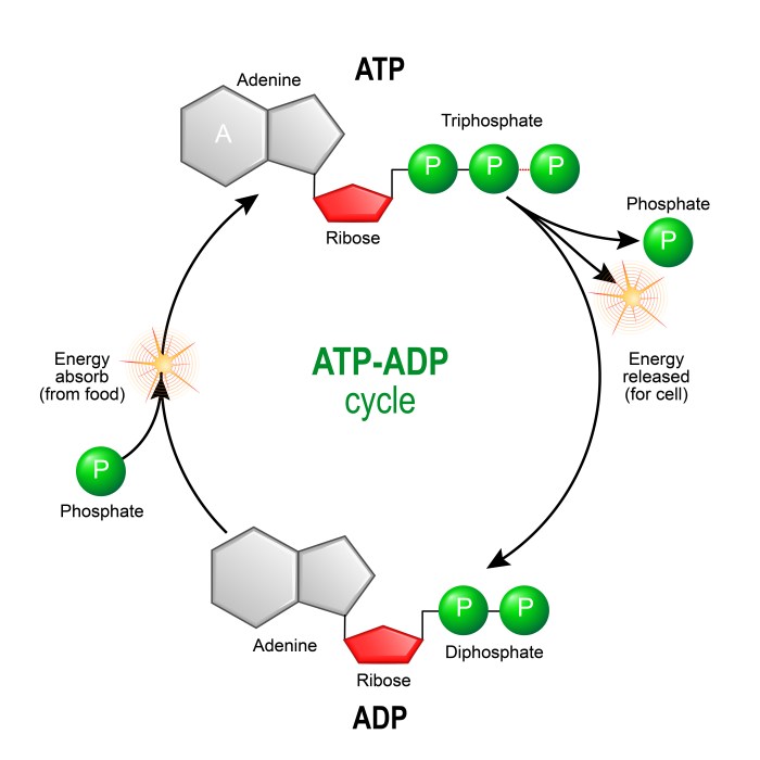 Atp