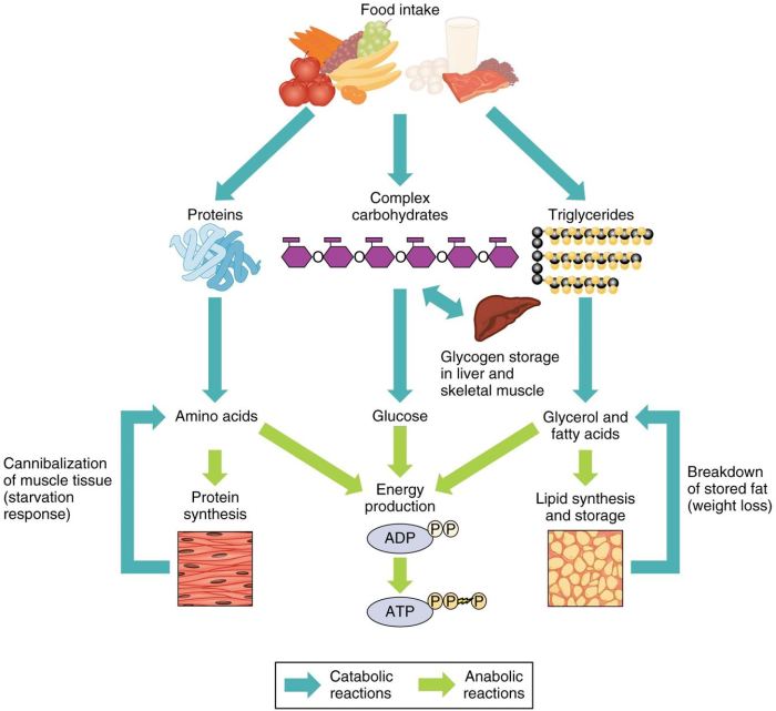 Most cells only store enough atp for