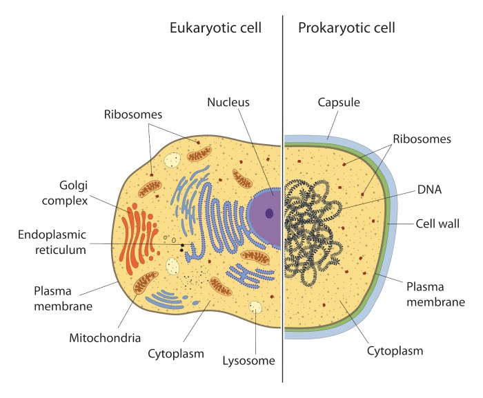 Eukaryotic and prokaryotic cells quiz