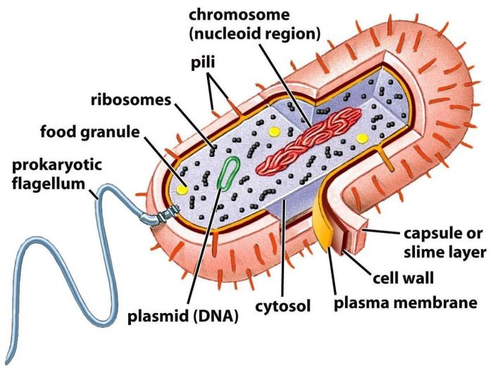 Eukaryotic and prokaryotic cells quiz