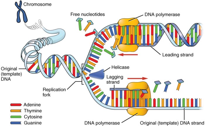 Dna replication nucleus fork helicase process leading cell lagging strands chromosome initiation nucleotides during