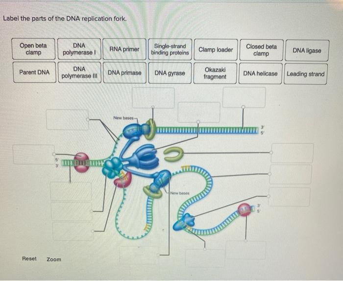 Label the parts of the dna replication fork.