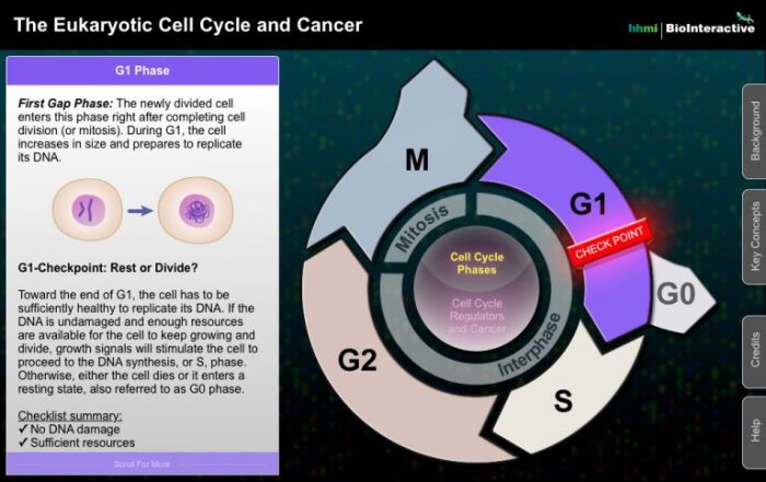 Eukaryotic cell cycle and cancer in depth answer key