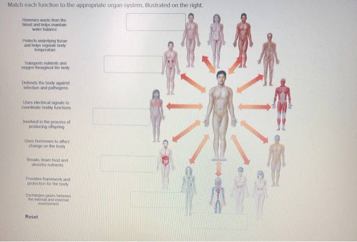 Complete each sentence with the appropriate organ system