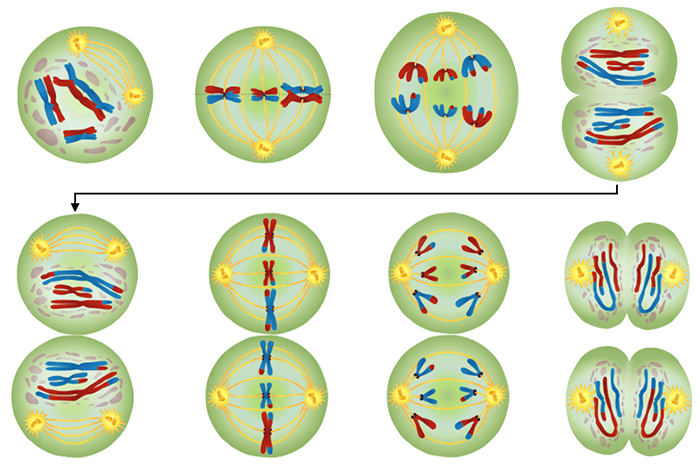 Meiosis introduction activity 2019 answer key