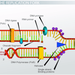 Label the parts of the dna replication fork.