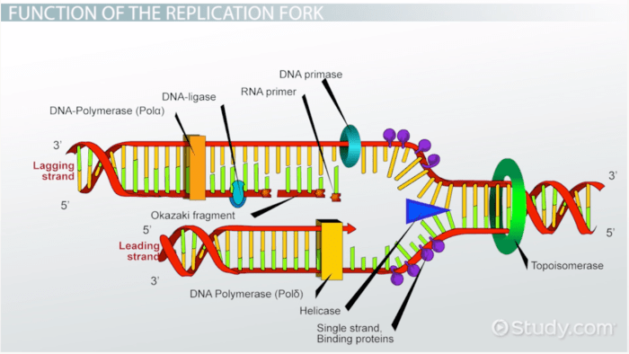 Label the parts of the dna replication fork.